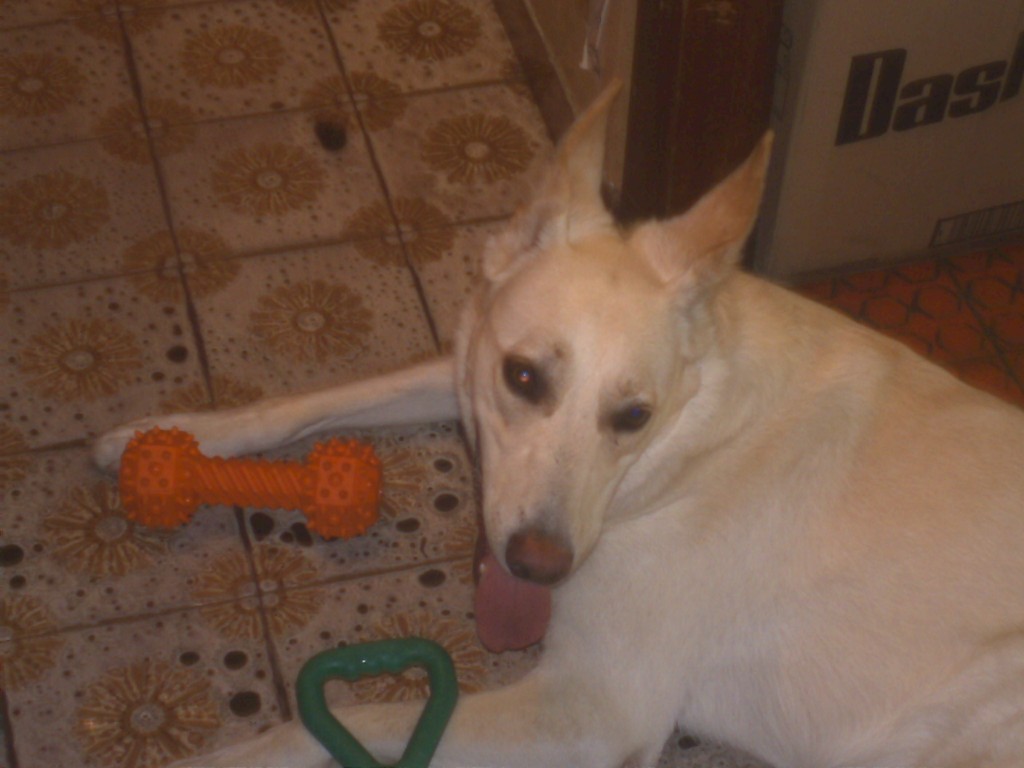 Vi presento Sally